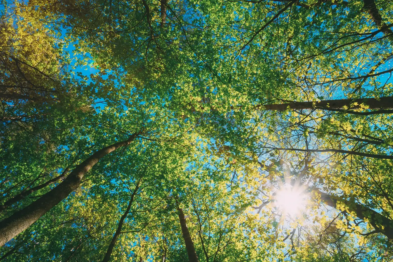 Cimes d'arbres vues d'en bas, le soleil passe à travers le feuillage vert